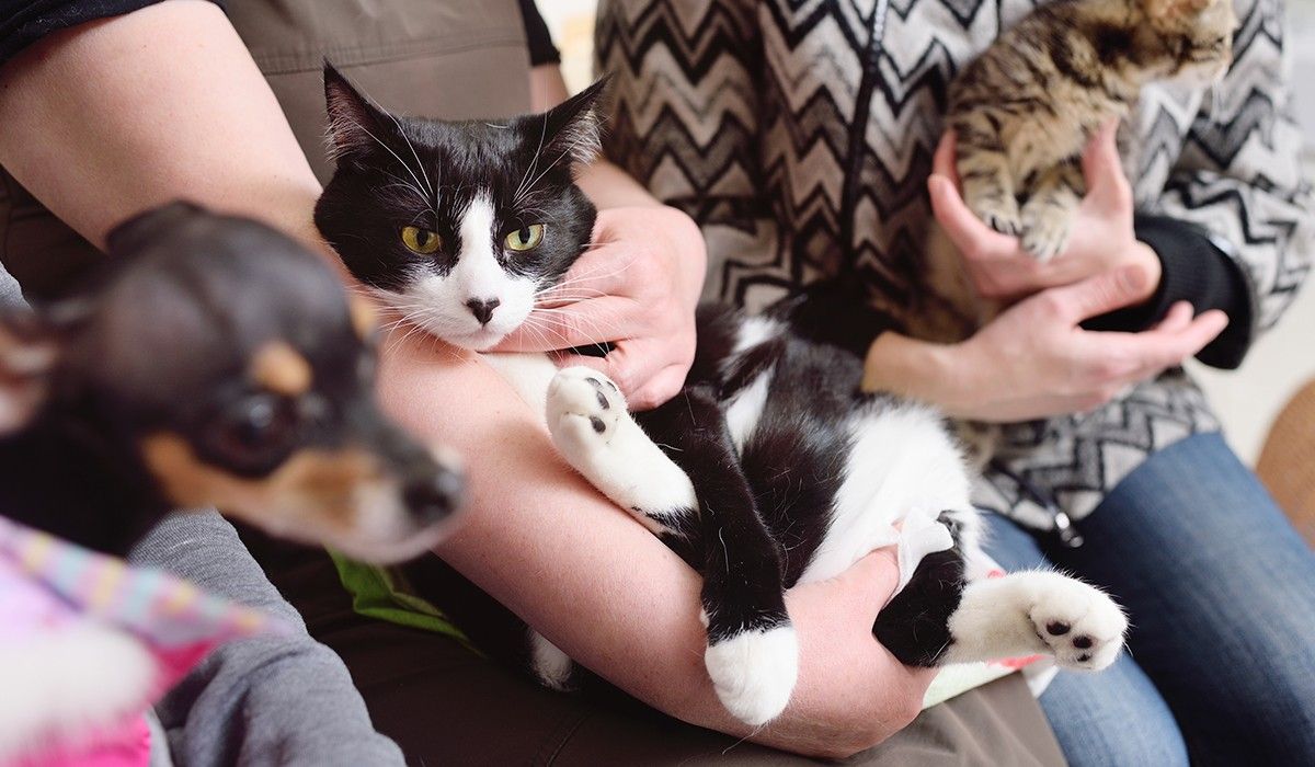 DECLAWING CATS