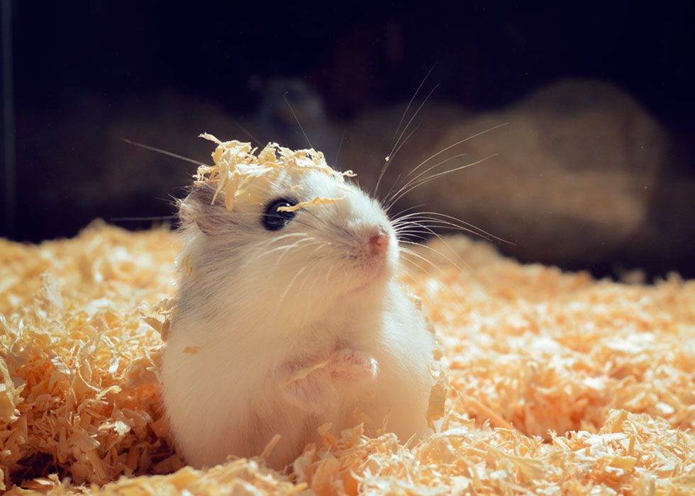 hamster on a bed of sawdust in his cage in exotic pet boarding at destination pet of woodstock