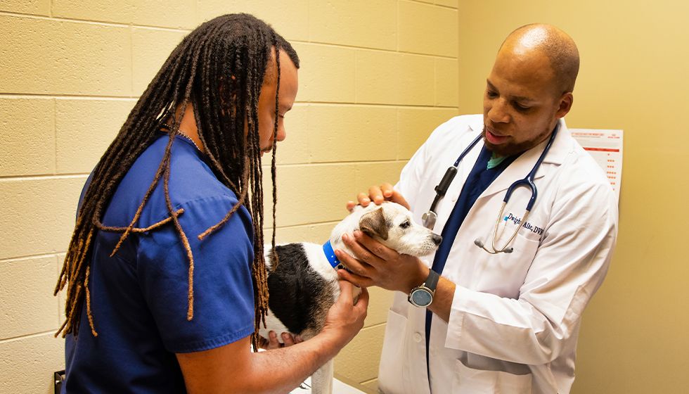 destination pet vet checking jack russell mix dog health with help from our vet tech